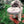 Last Pupper Wheel Pet Toy