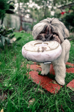 Last Pupper Wheel Pet Toy