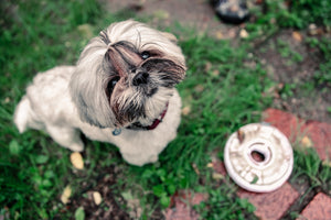 Last Pupper Wheel Pet Toy