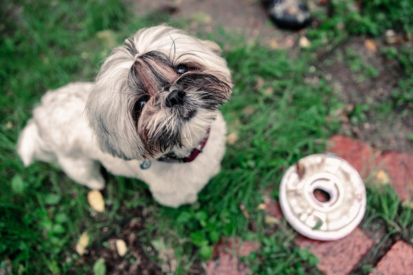 Last Pupper Wheel Pet Toy