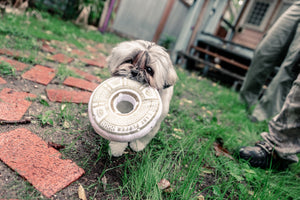 Last Pupper Wheel Pet Toy